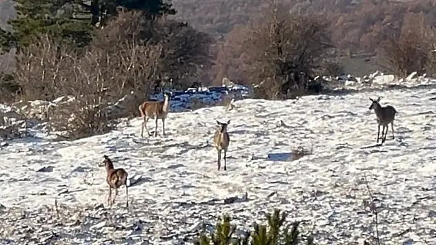 Bolu'da Yiyecek Arayan Karaca Sürüsü Görüntülendi