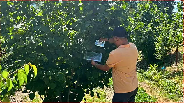 Bolu'nun fındık rekoltesi için sahadan veri toplandı