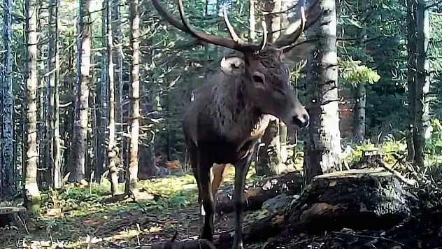 Bolu'nun Yaban Hayatı Fotokapana Yansıdı