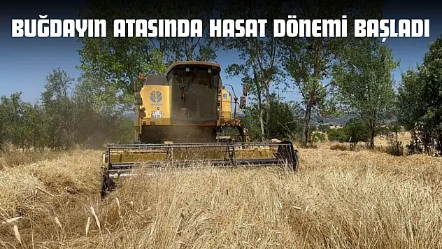 Buğdayın Atasında Hasat Dönemi Başladı