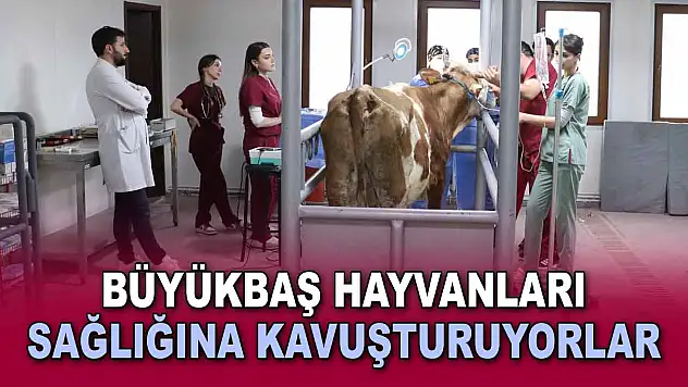 Büyükbaş Hayvanları Sağlığına Kavuşturuyorlar