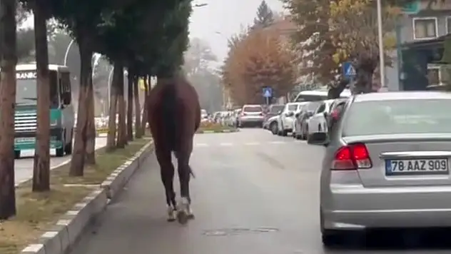 Caddede Koşan At Trafiği Tehlikeye Attı