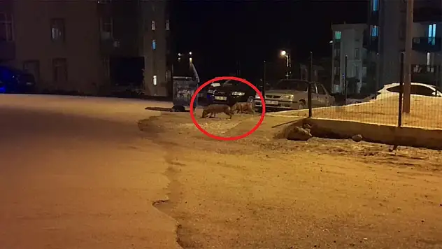 Çakallar Şehre İndi