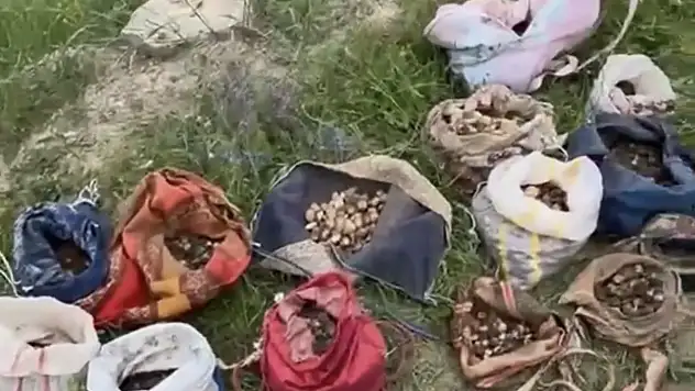 Çankırı'da izinsiz salep toplayan 10 kişiye 6 milyon 992 bin TL ceza