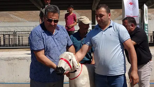 Çankırı'da üreticilere 110 adet koç dağıtıldı
