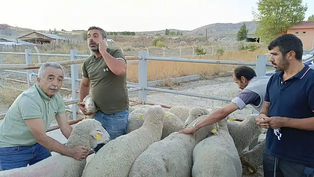 Çankırı'da üreticilere merinos koç dağıtıldı
