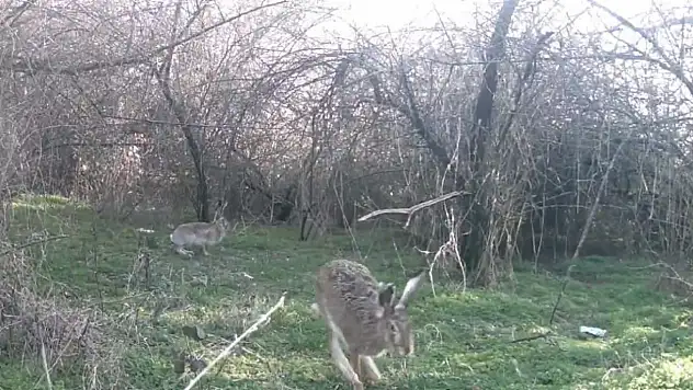 Çankırı'da Yaban Hayatı Kamerada