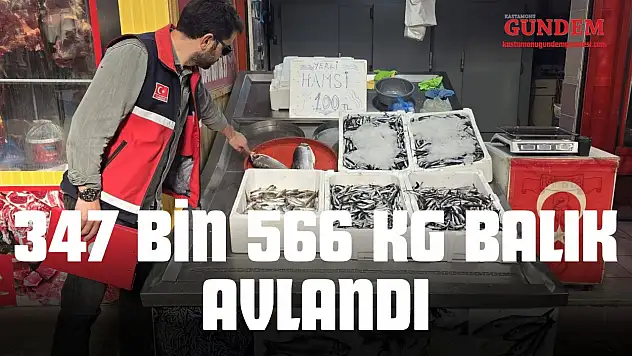 Çatalzeytin'de 347 Bin 566 Kg Balık Avlandı