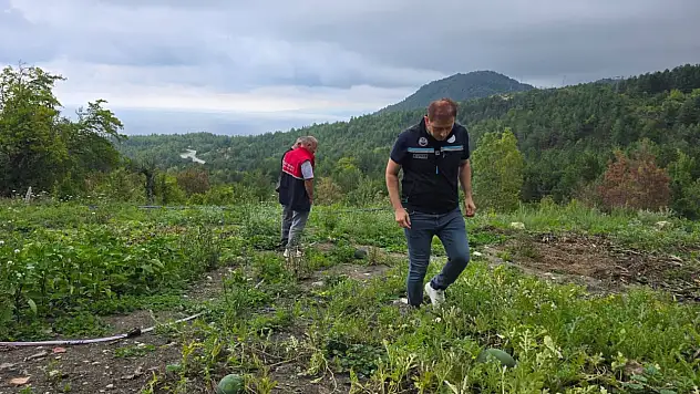 Çatalzeytin'de Aronya Üretimi Yaygınlaşıyor