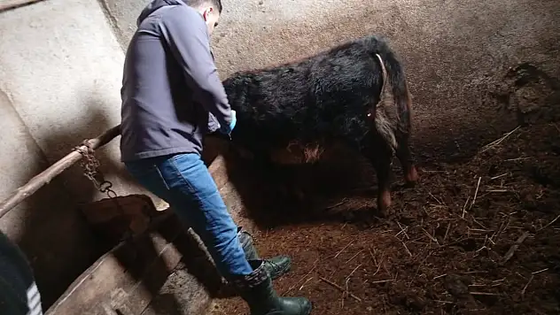 Çatalzeytin'de Şap Aşısı Uygulamaları Sürüyor
