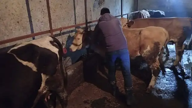 Çatalzeytin'de Şap Aşısı Uygulamaları Sürüyor