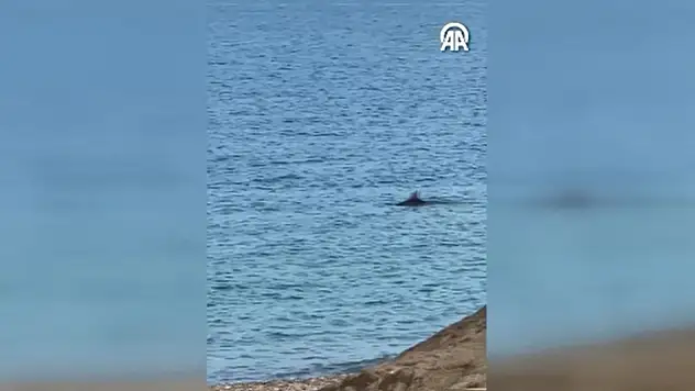Çatalzeytin'de Yunuslar Görüntülendi