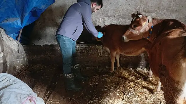 Çatalzeytin İlçe Tarım ve Orman Müdürlüğü'nden Şap Aşısı Çalışması