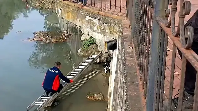 Çaya Düşen Kedinin Yardımına İtfaiye Yetişti
