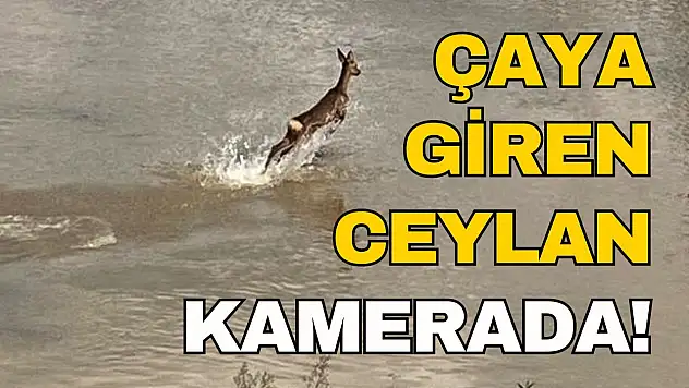 Çaya Giren Yavru Ceylan Kamerada!