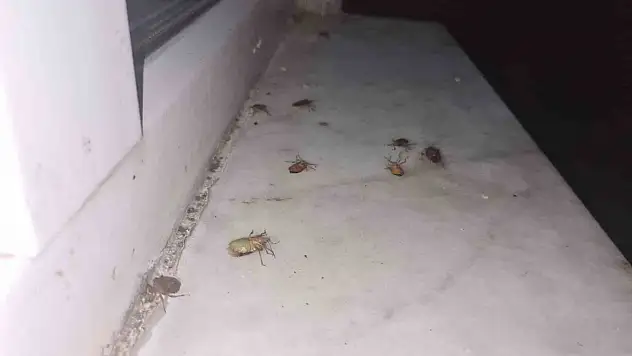 Çaycuma'da kahverengi kokarca alarmı