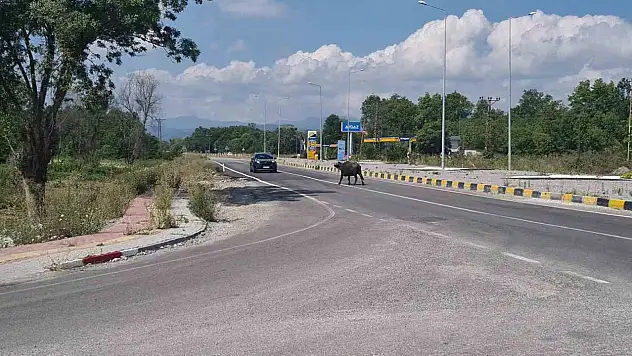 Çaycuma-Perşembe yolunda mandalar sürücülere zor anlar yaşattı
