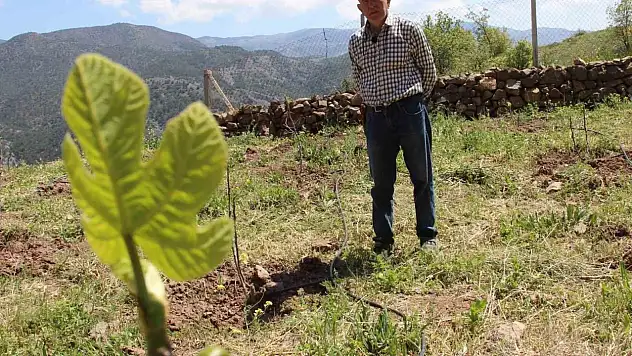 Bu Yıl İlk İncirlerini Hasat Edecek