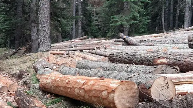 Çiçekli Orman İşletme Şefliğinde denetim