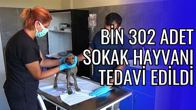Cide'de Bin 302 Adet Sokak Hayvanı Tedavi Edildi