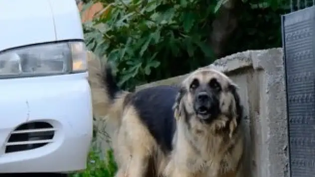Cide'de Köpek Bırakanlara Sıkı Takip!