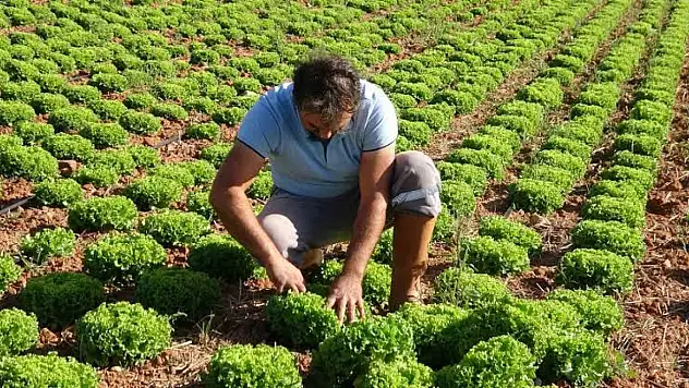 Çiftçilere Yüzde 75 Hibeli Marul Fidesi Desteği