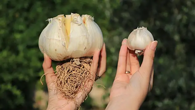 Çin Sarımsağından Sonra Tayland Sarımsağı da Geldi
