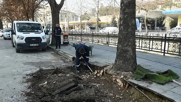 Çınar Ağaçları Bilimin Işığında Korunuyor   