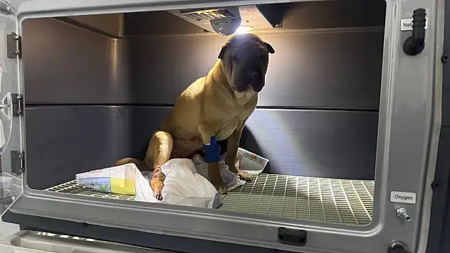 Cins Köpeğin Rahminden 1,5 Kilogramlık İltihap Çıkartıldı