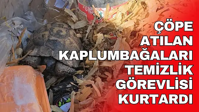 Çöpe Atılan Kaplumbağaları Temizlik Görevlisi Kurtardı