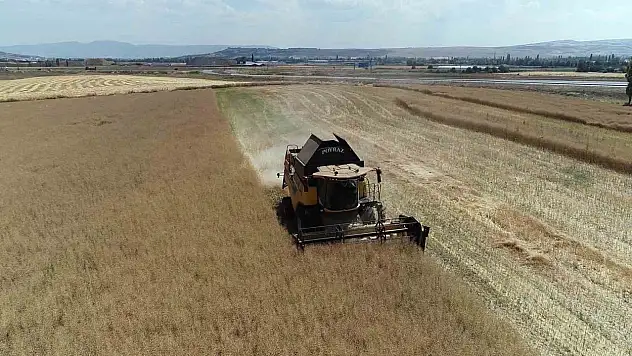 Çorum'da çiftçinin talebiyle planlı üretime alınan kanolada ilk hasat sevinci