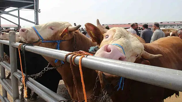 Çorum'da Hayvan Pazarında Kurban Bayramı Haraketliliği Başladı