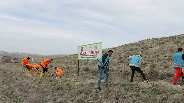 Çorum'da Hükümlüler Fidan Dikimi Gerçekleştirecek