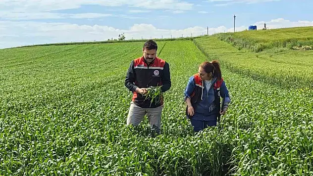 Çorum'da ilk kez ekilen yerli ve milli buğday umut vaat ediyor