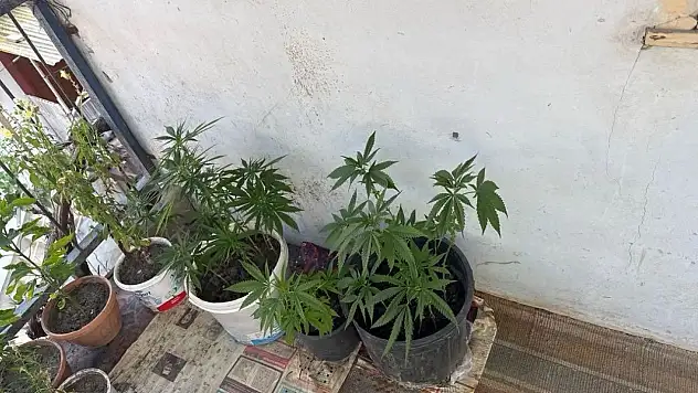 Çorum'da operasyon düzenlenen evden 21 kök kenevir çıktı: 1 gözaltı