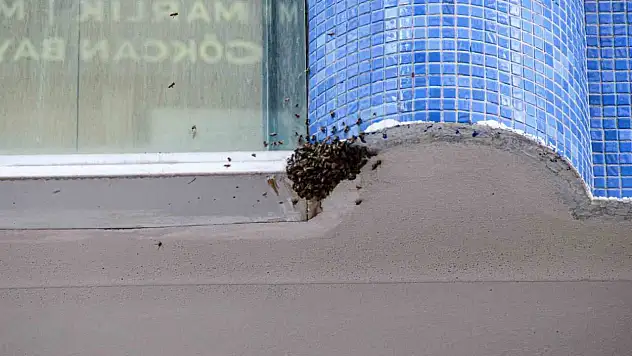 Çorum'da sokakta arı paniği: Esnaf uzaklaştırdı