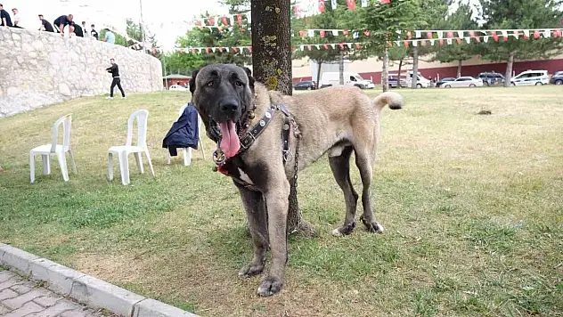 Çorum'da Türk çoban köpekleri görücüye çıktı
