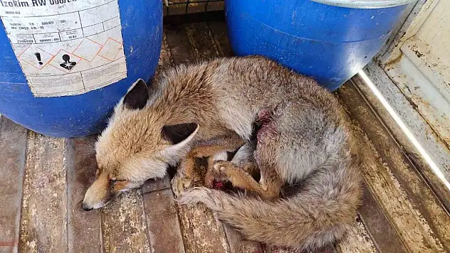 Çorum'da Tilki Tedavi Altına Alındı
