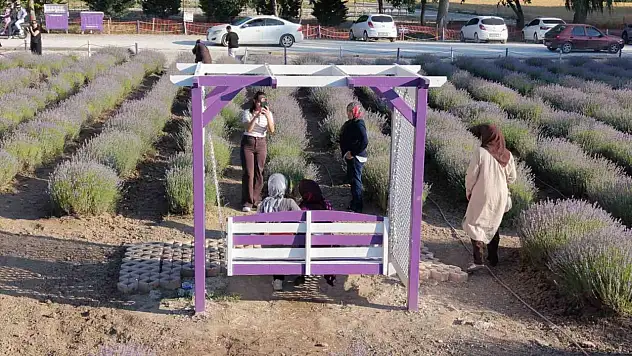 Çorum'un lavanta bahçesi vatandaşların gözdesi oldu