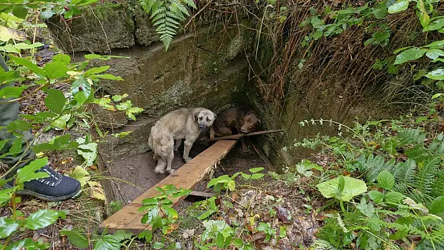 Çukura Düşen Köpekler Kurtarıldı