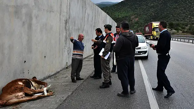 D-100 karayoluna inek düştü