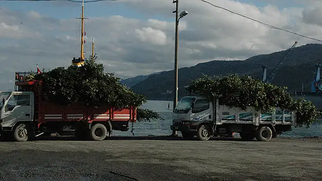 Defne yaprağı gelir kaynağı oldu