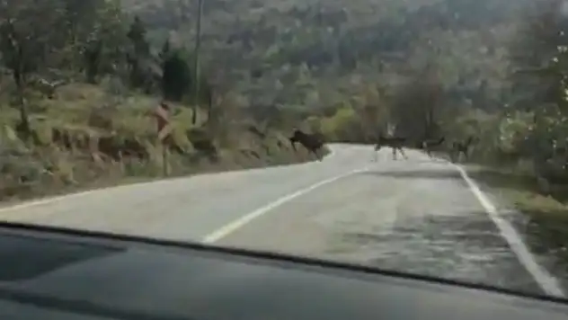 Denetimlerde Geyik Ailesi Karşıladı