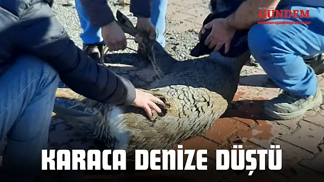 Denize Düşen Karaca Ekipler Tarafından Kurtarıldı
