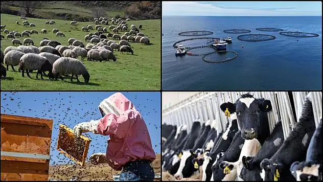 Destekleme Miktarlarında Artışa Gidildi