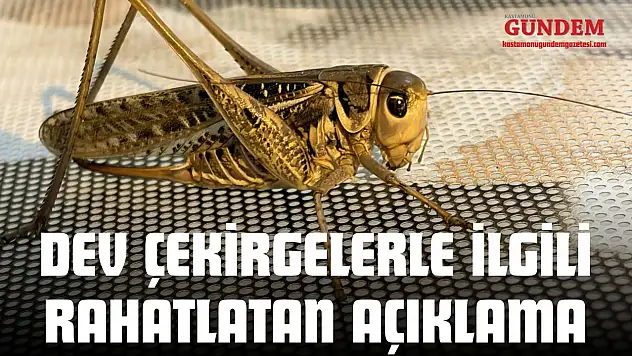 Dev Çekirgelerle İlgili Rahatlatan Açıklama