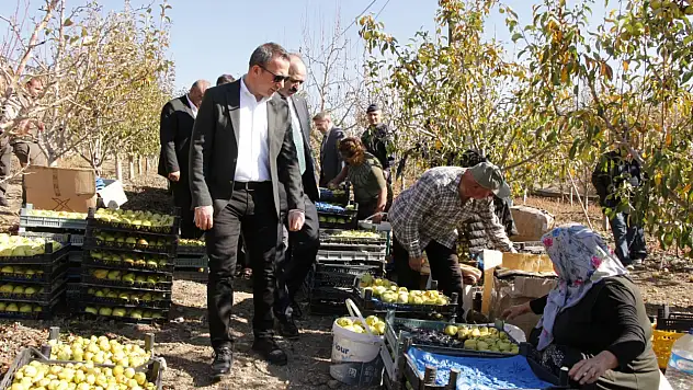 Deveci Armudunda Hasat Zamanı