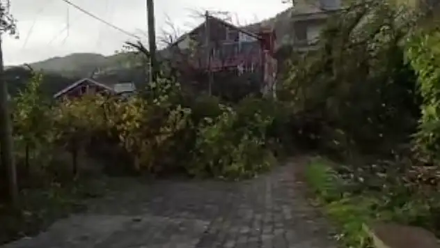 Devrilen Ağaç Yolu Ulaşıma Kapattı