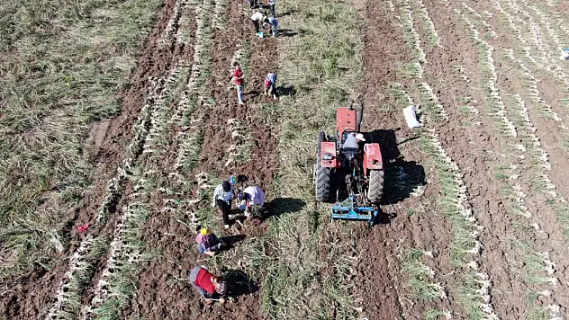 Dijital pazarda Taşköprü Sarımsağı rüzgarı