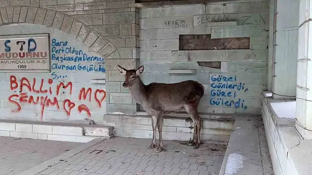 Doğaya Bırakılan Karaca Tekrar Geri Döndü